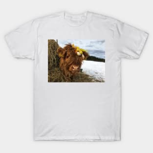 Scottish Highland Cattle Calf 1719 T-Shirt